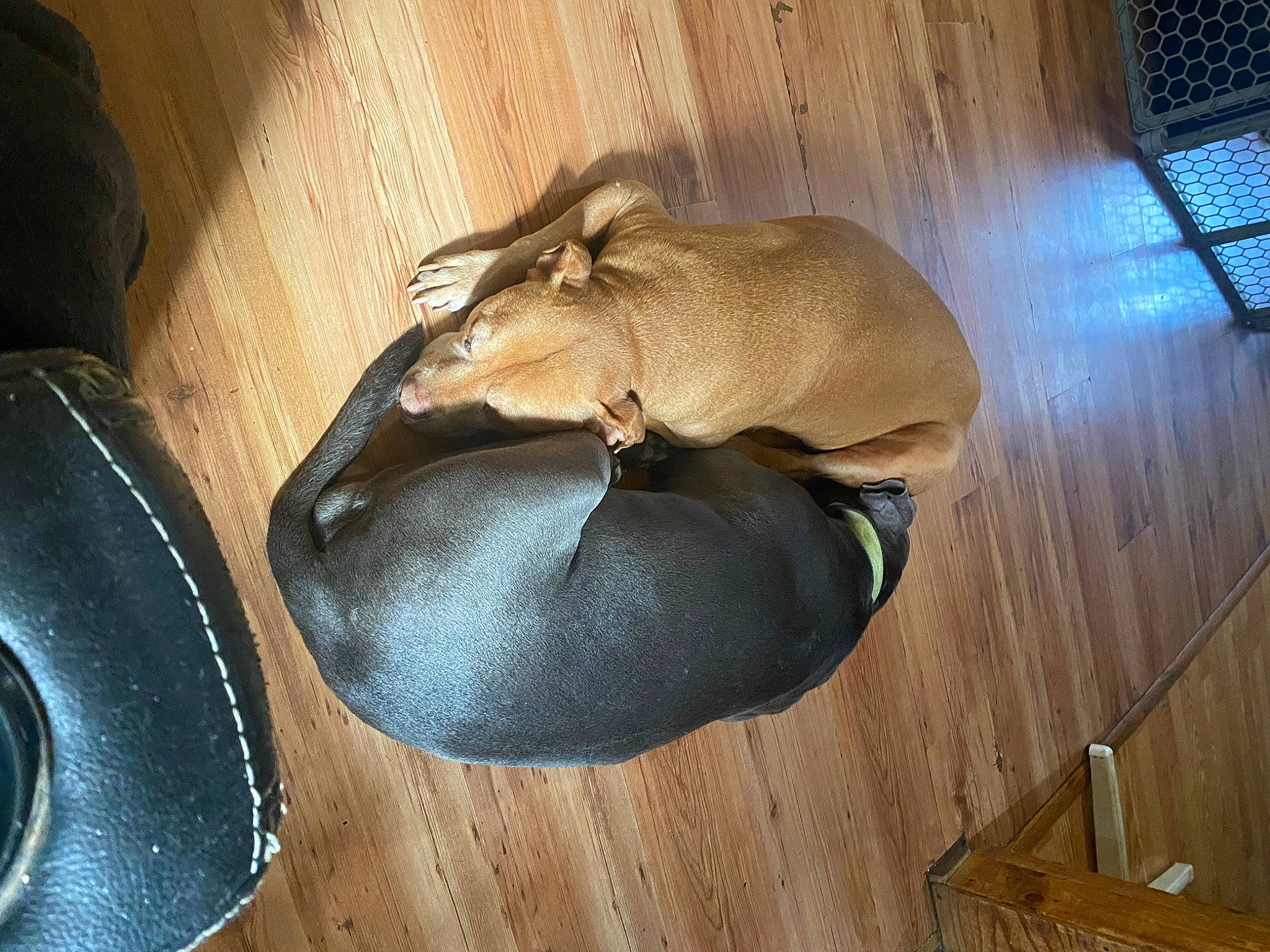 Lexi joined the competition — help win amazing prizes! bat, canidae, carnivore, clock, comfort, dog_breed, fashion_accessory, fawn, felidae, flooring, fur, hardwood, hat, nap, small_to_medium_sized_cats, tail, terrestrial_animal, whiskers, wood, wood_flooring