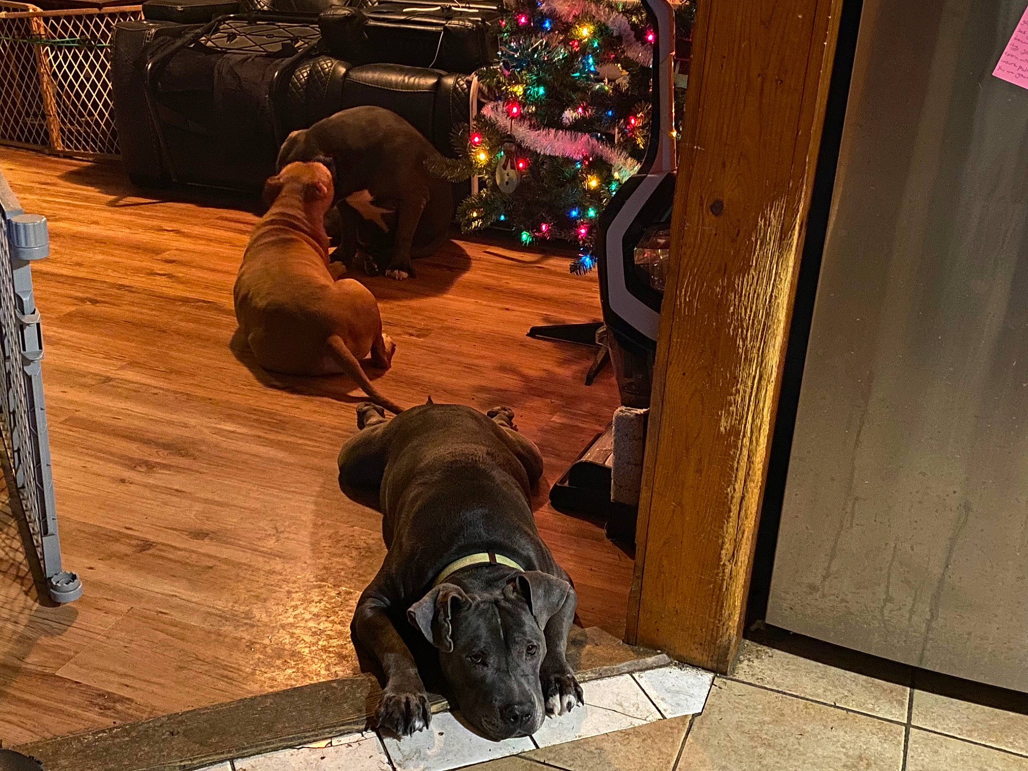 Lexi joined the competition — help win amazing prizes! brown, canidae, carnivore, comfort, companion_dog, dog, dog_breed, event, fawn, floor, flooring, fur, guard_dog, hardwood, laminate_flooring, sitting, sporting_group, wood, wood_flooring, working_animal