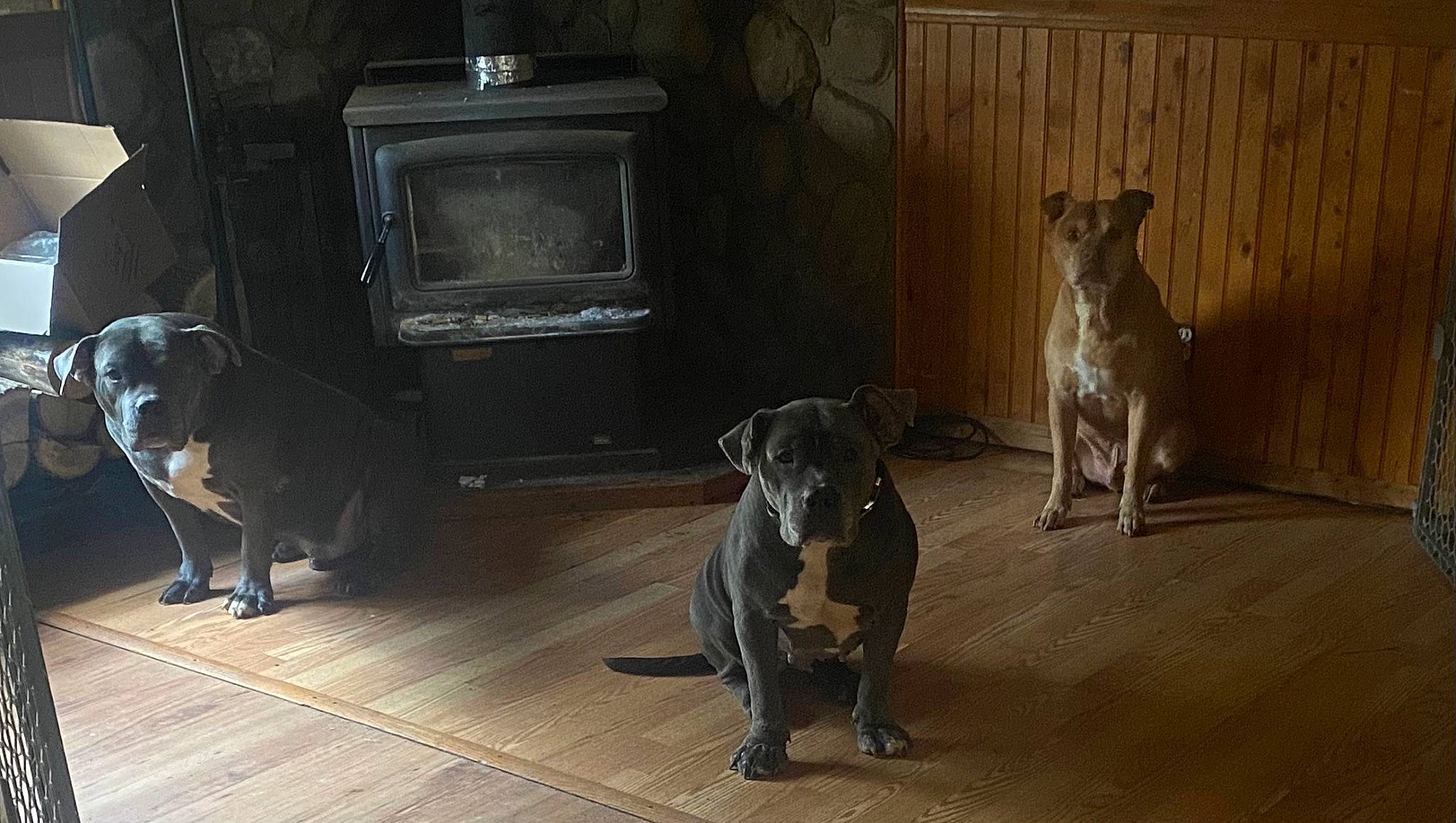 Lexi is registered to the contest to win money with this photo: analog_television, art, carnivore, club_chair, companion_dog, dog, dog_breed, fawn, floor, flooring, grey, guard_dog, hardwood, snout, sporting_group, tail, television, wood, wood_burning_stove, working_animal