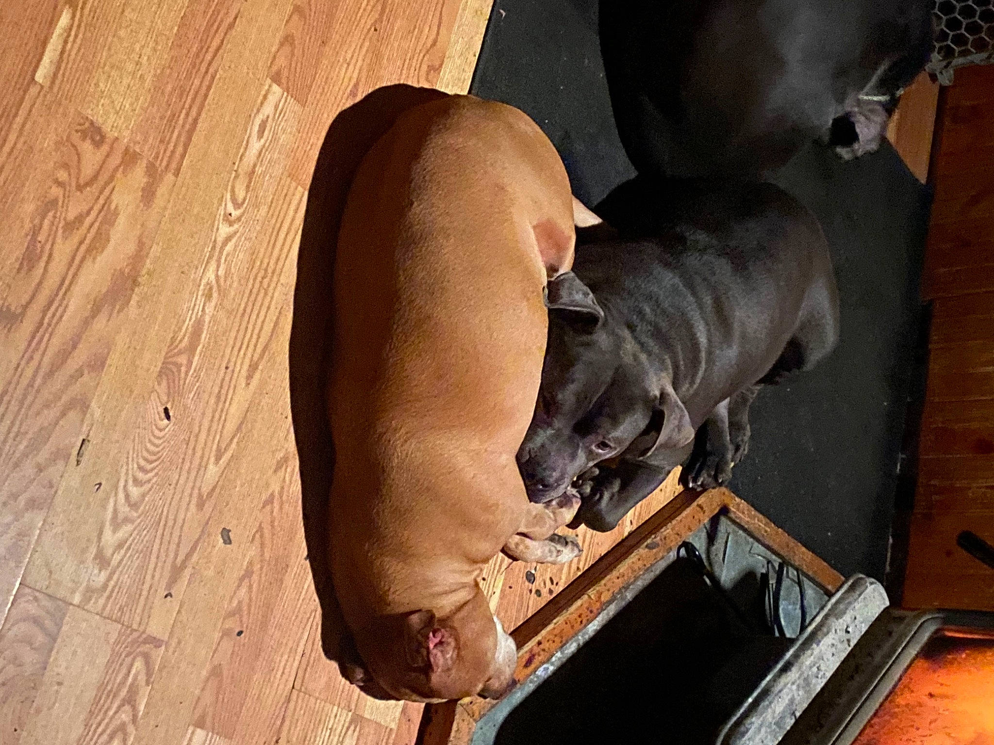 Red joined the competition — help win amazing prizes! art, comfort, hardwood, machine, metal, pet_supply, sculpture, terrestrial_animal, wood, working_animal, wrinkle