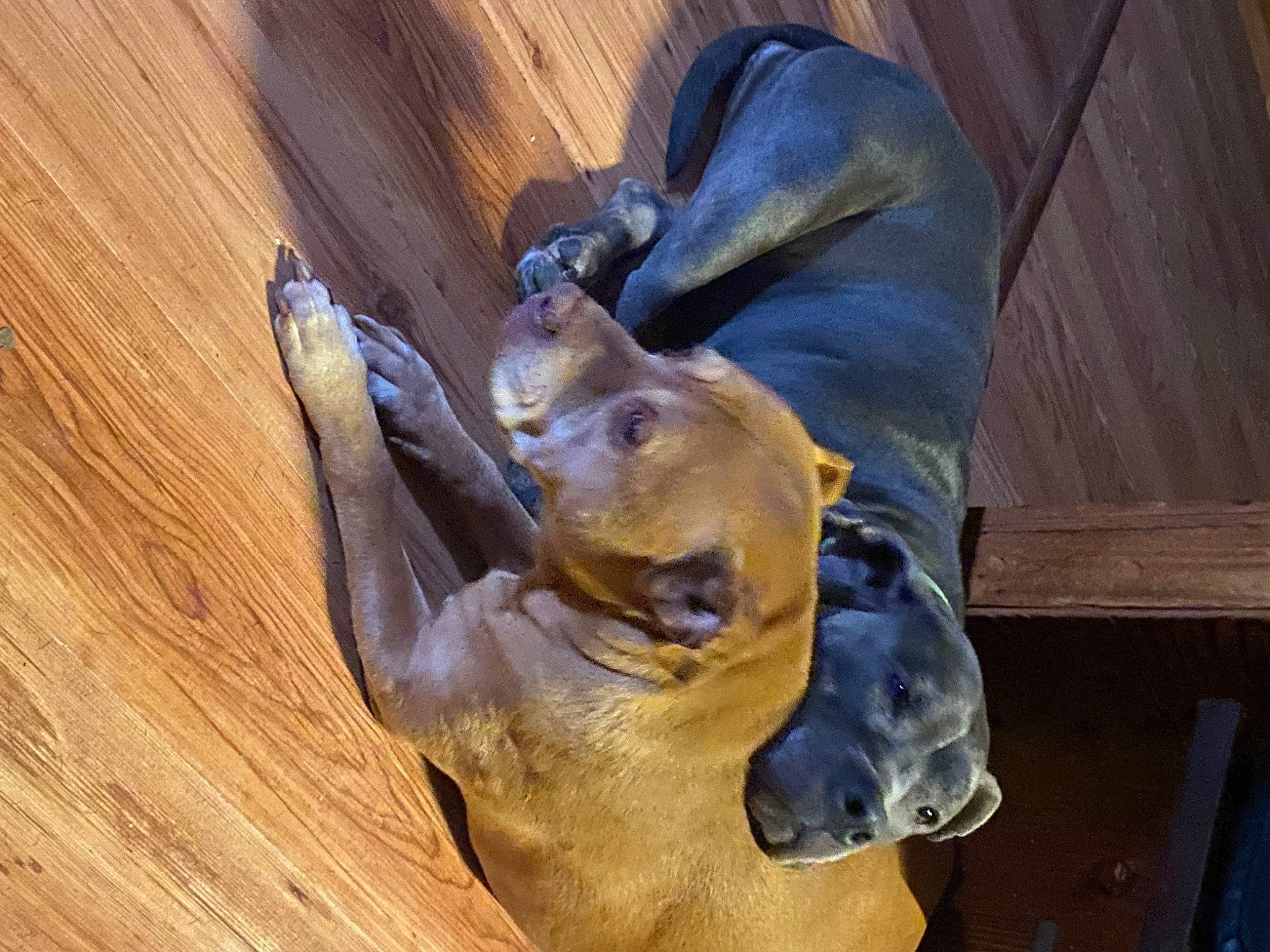 Red joined the competition — help win amazing prizes! carnivore, companion_dog, dog, dog_breed, ear, fawn, felidae, gesture, hardwood, jaw, liver, plank, snout, sporting_group, terrestrial_animal, varnish, wood, wood_stain, working_animal, wrinkle