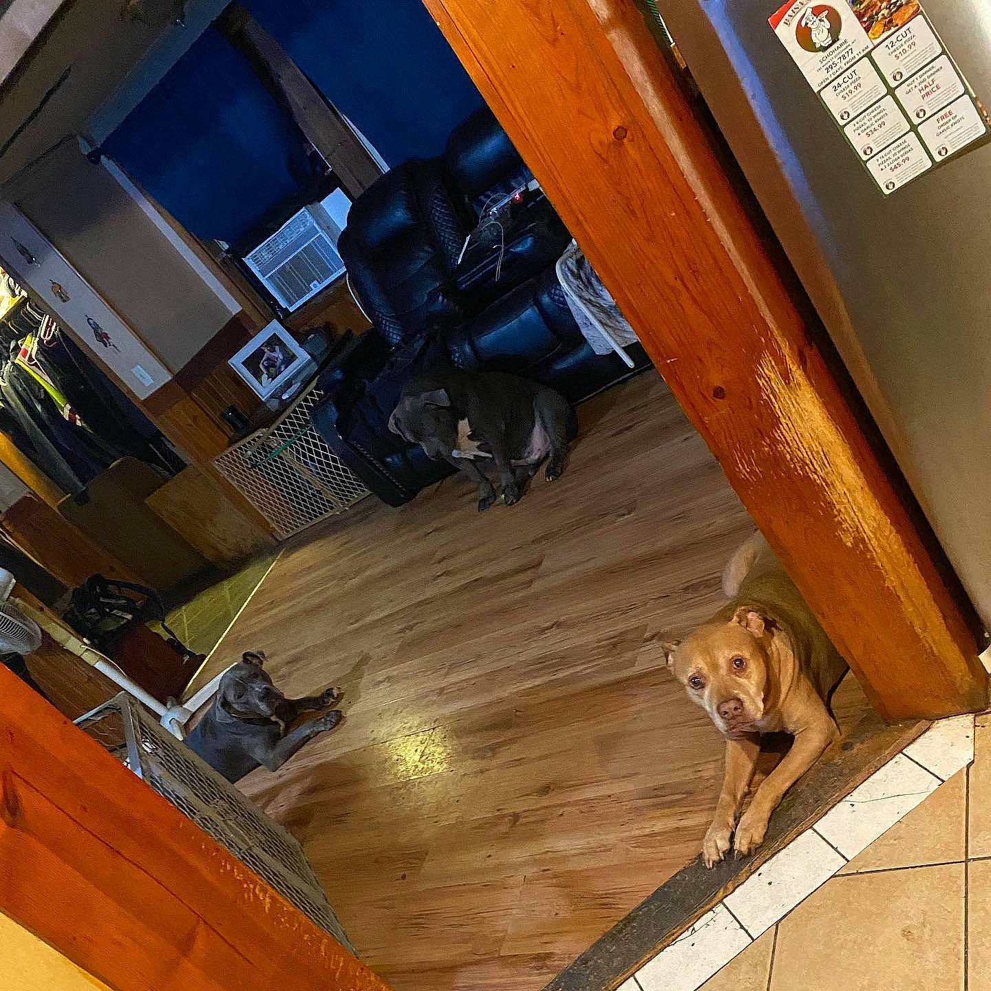 Red joined the competition — help win amazing prizes! beam, building, ceiling, dog, engineering, floor, flooring, hardwood, laminate_flooring, lumber, machine, metal, plywood, room, stairs, tints_and_shades, varnish, wood, wood_flooring, wood_stain