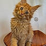 Aslanne a rejoint le concours — aidez-le/la à gagner de superbes lots ! kitten, cat, orange_cat, fluffy, pet, animal, wooden_chair, indoor, curious, cute, feline, whiskers, head_tilt, young, small, domestic_animal, fur, ears, paws, sitting