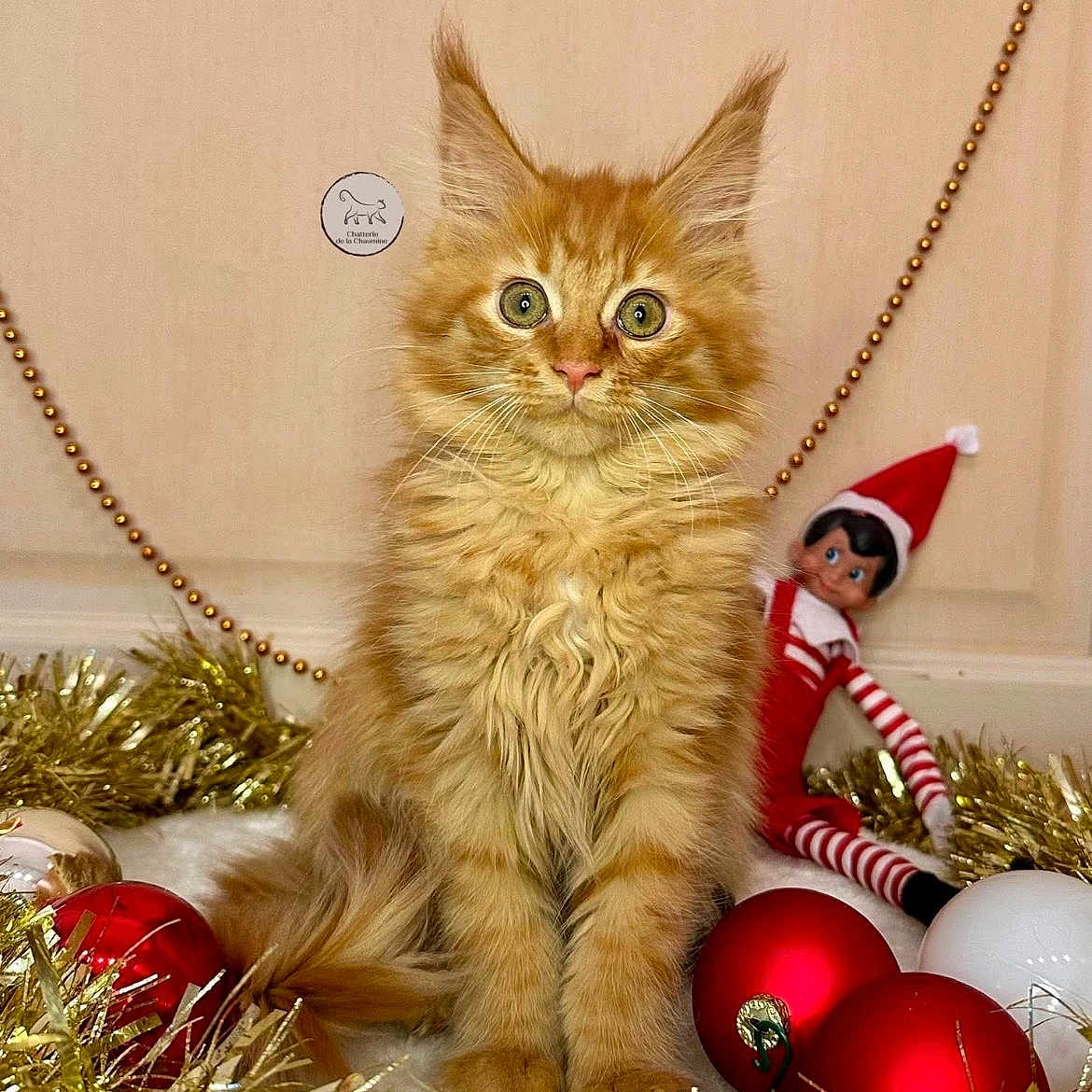 Aslanne a rejoint le concours — aidez-le/la à gagner de superbes lots ! adorable, cat, celebration, christmas_ornaments, cute, decor, elf_doll, feline, festive, fluffy, holiday, holiday_decorations, indoor, kitten, orange_cat, red_ornaments, sitting, tinsel, toy, white_ornament