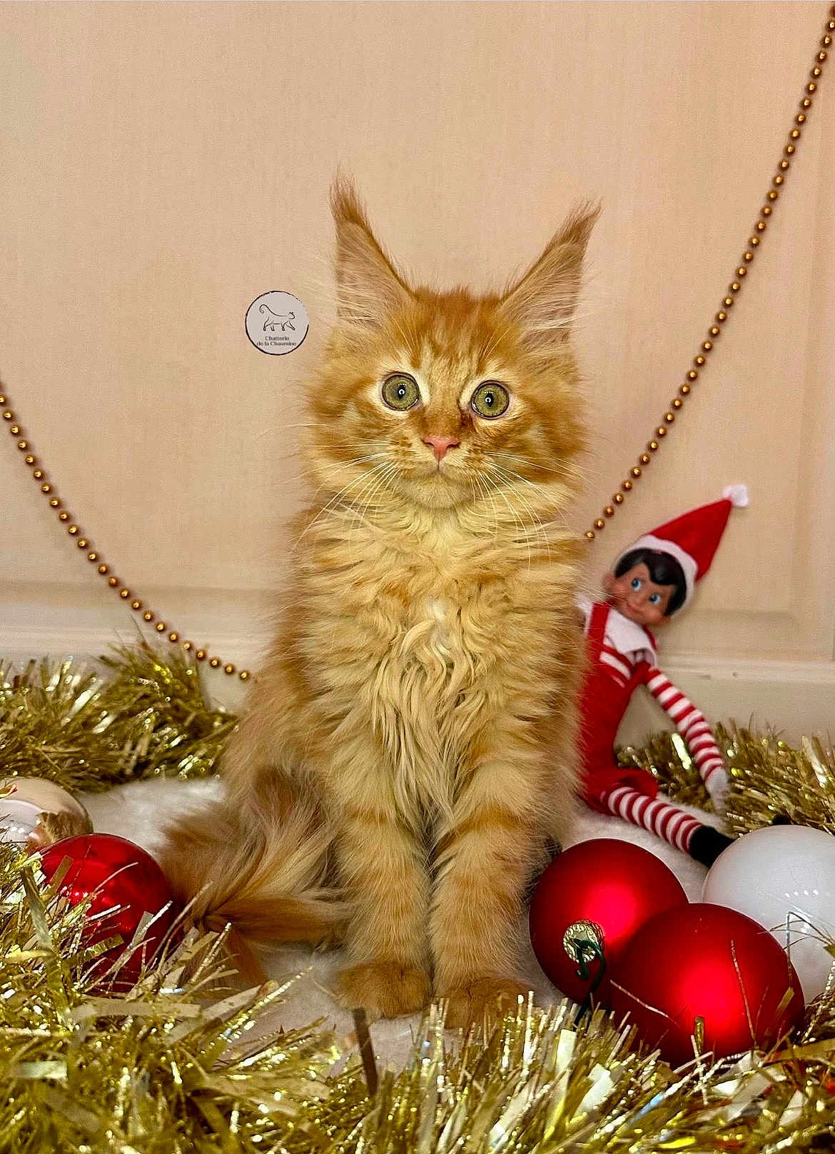Aslanne a rejoint le concours — aidez-le/la à gagner de superbes lots ! kitten, orange_cat, cat, tinsel, christmas_ornaments, red_ornaments, white_ornament, holiday_decorations, elf_doll, festive, cute, fluffy, sitting, indoor, decor, toy, holiday, celebration, feline, adorable