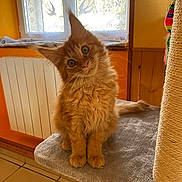 Aslanne participe au concours pour gagner de l'argent avec cette photo : kitten, cat, orange_cat, fluffy, indoor, pet, scratching_post, curious, feline, cute, animal, domestic_cat, soft, head_tilt, fur, whiskers, window, cozy, home, floor