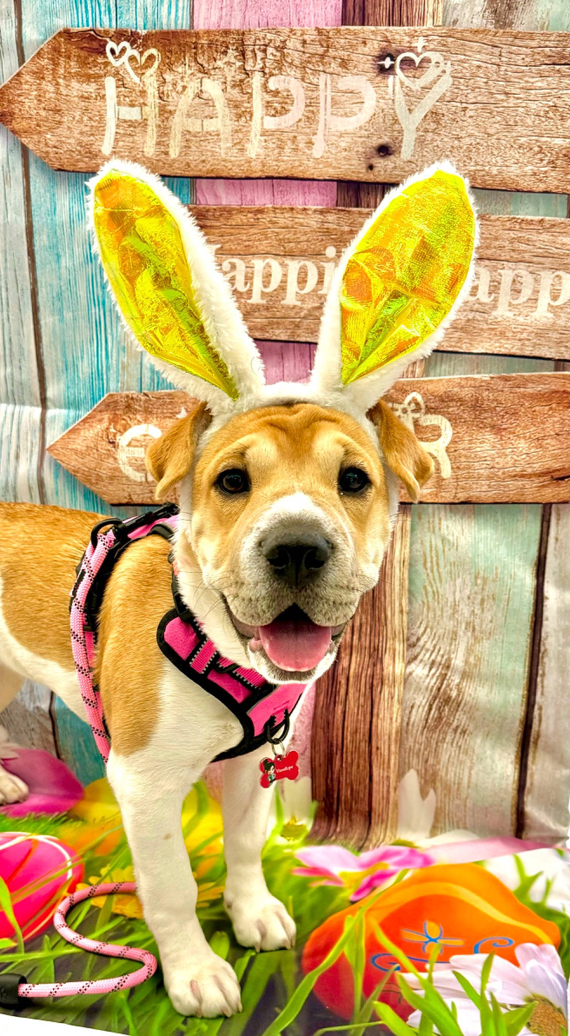 Vanellope joined the competition — help win amazing prizes! canidae, carnivore, collar, companion_dog, dog, dog_breed, dog_clothes, dog_collar, dog_supply, fashion_accessory, fawn, fun, happy, hat, magenta, party_supply, snout, wood, working_animal, yellow