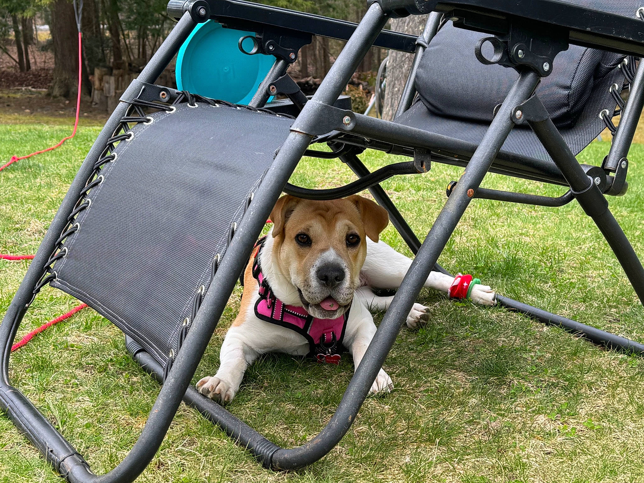 Vanellope is registered to the contest to win money with this photo: bag, bicycle_accessory, carnivore, chair, collar, companion_dog, dog, dog_breed, dog_collar, dog_supply, fawn, folding_chair, grass, leash, leisure, luggage_and_bags, motor_vehicle, outdoor_furniture, pet_supply, sporting_group