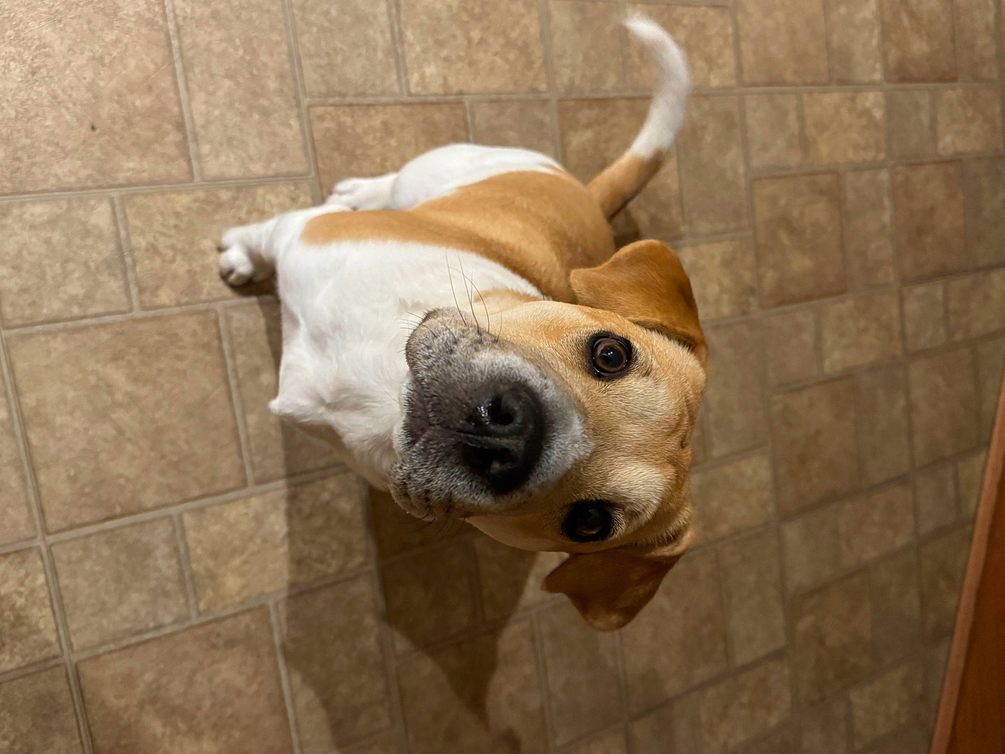 Vanellope is registered to the contest to win money with this photo: canidae, carnivore, companion_dog, dog, dog_breed, dog_supply, door, fawn, floor, flooring, fur, non_sporting_group, pet_supply, snout, sporting_group, tail, terrestrial_animal, tile_flooring, whiskers, working_animal