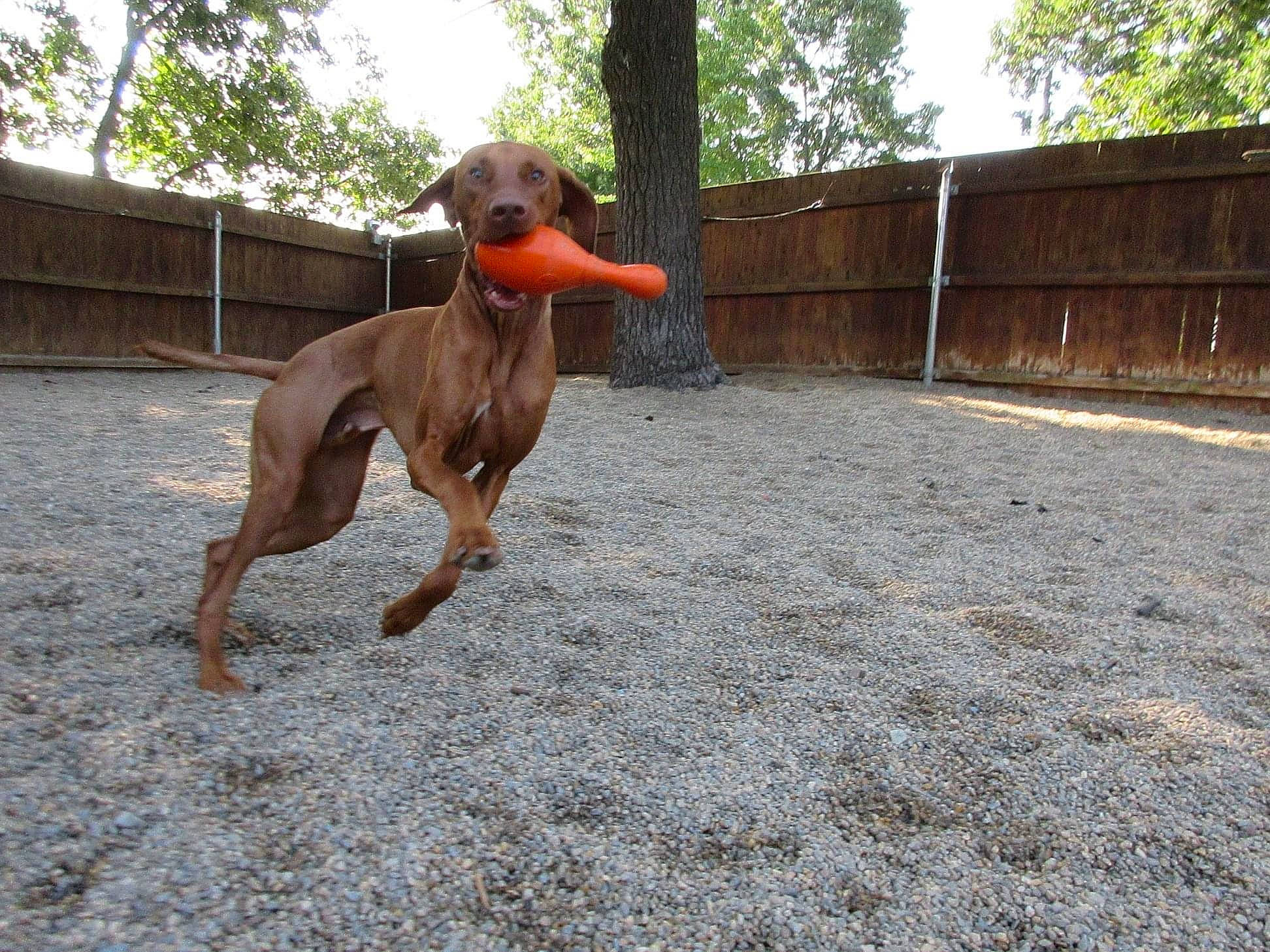 Poseidon joined the competition — help win amazing prizes! canidae, carnivore, dog, dog_breed, fawn, hunting_dog, liver, mammal, pointing_breed, rare_breed_dog, redbone_coonhound, rhodesian_ridgeback, sporting_group, vertebrate, vizsla