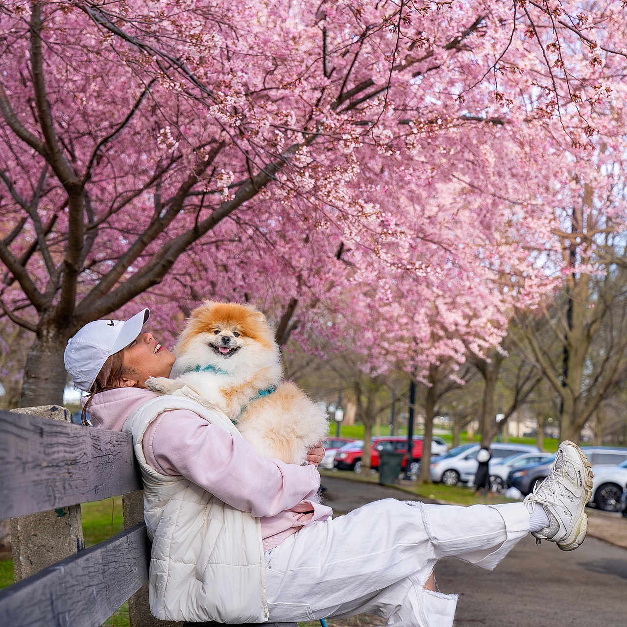 Chappy is registered to the contest to win money with this photo: adult, animal, canine, car, cherryblossom, clothing, face, female, flower, flowerarrangement, footwear, hat, head, person, plant, shoe, transportation, tree, vehicle, woman
