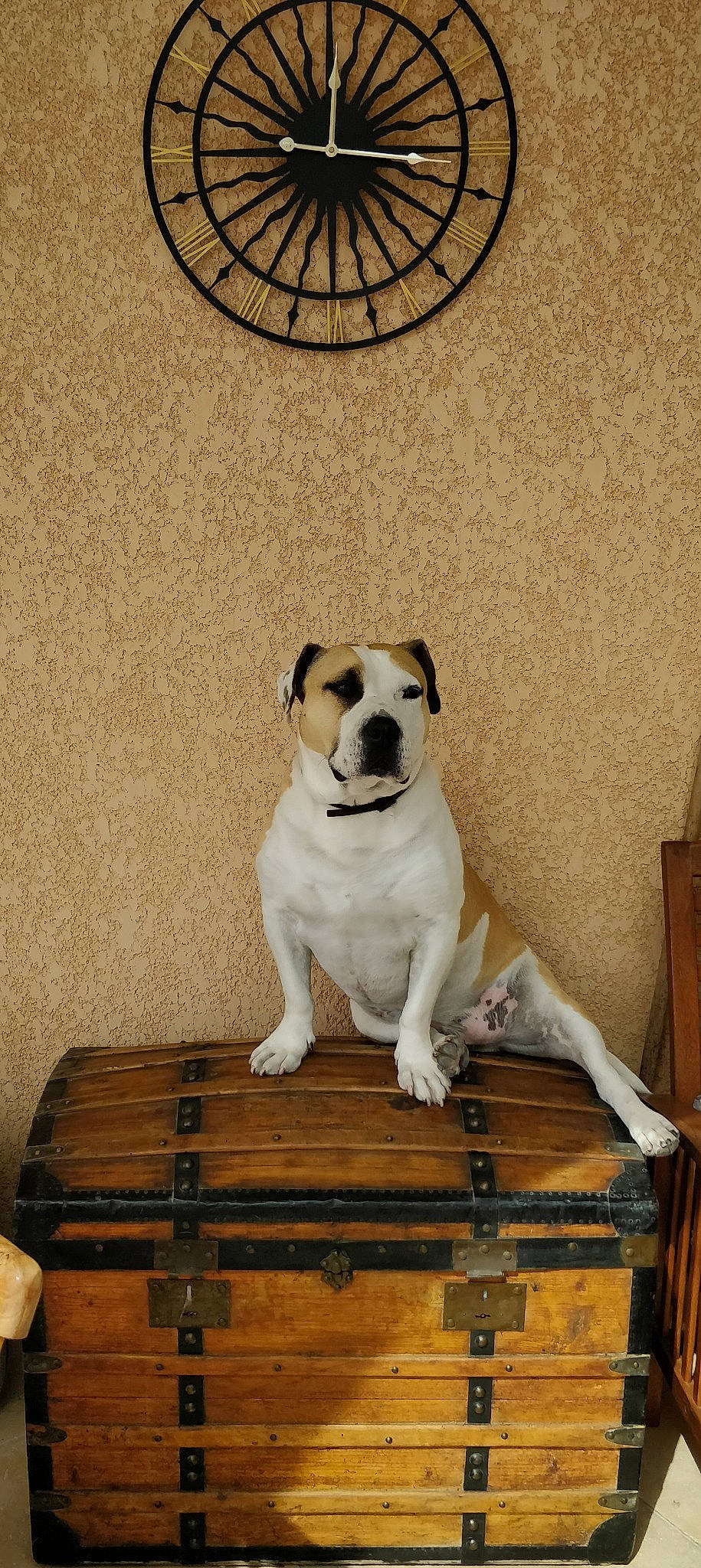 Ioko participe au concours pour gagner de l'argent avec cette photo : art, canidae, carnivore, collar, companion_dog, dog, dog_breed, door, fawn, flooring, hardwood, linens, paw, pet_supply, rectangle, snout, sporting_group, tail, wood, working_animal