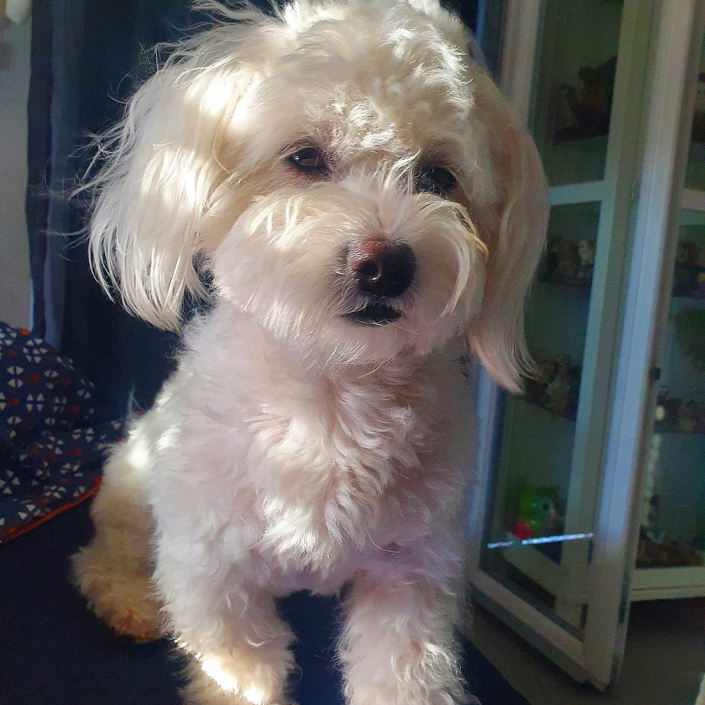 Flocon participe au concours pour gagner de l'argent avec cette photo : animal, canine, cockerspaniel, den, dog, door, furniture, indoors, pet, poodle, puppy, shelf, terrier, whitedog