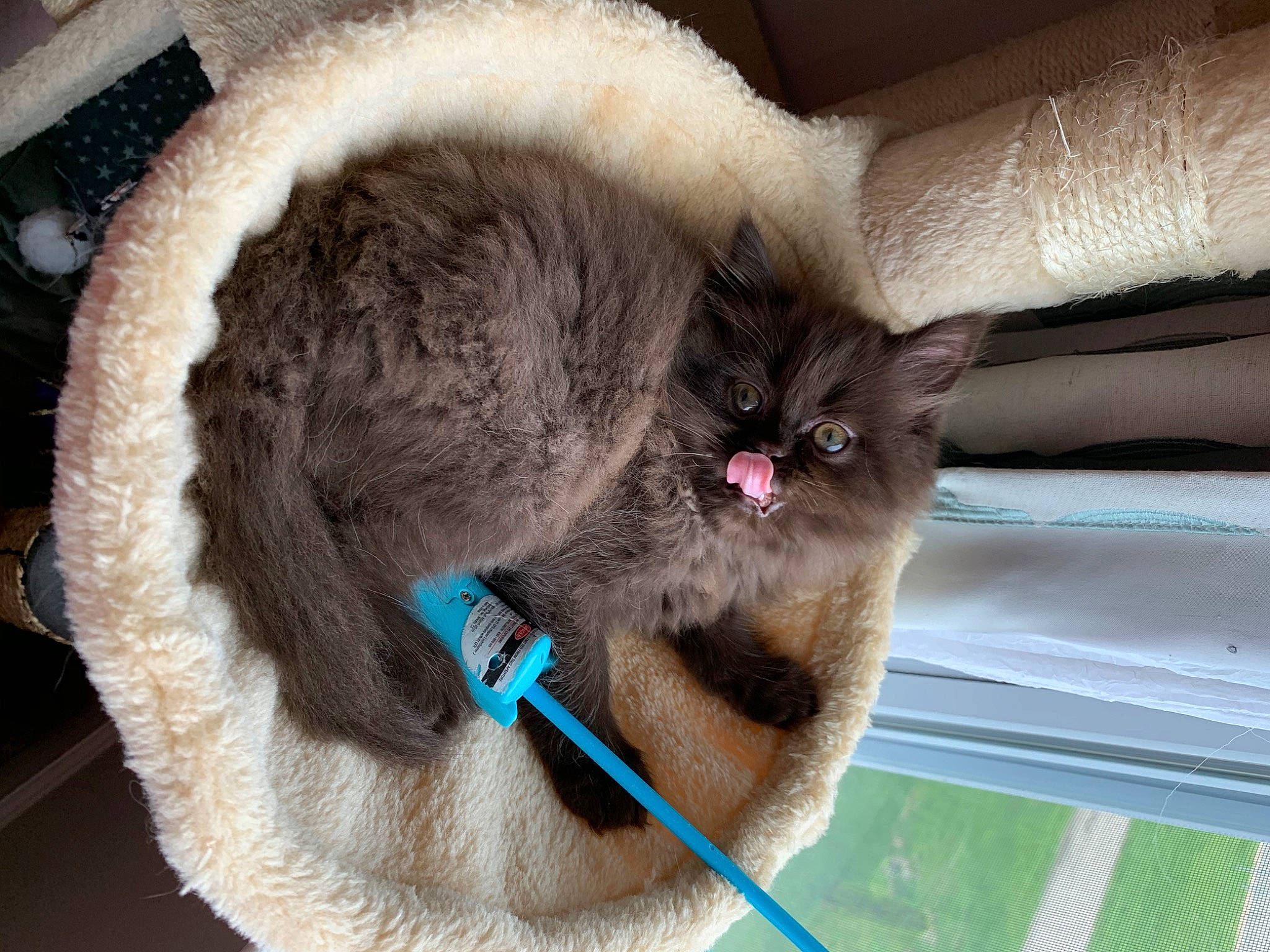 Cocopuff is registered to the contest to win money with this photo: carnivore, cat, ear, fawn, felidae, fur, small_to_medium_sized_cats, snout, thai, whiskers