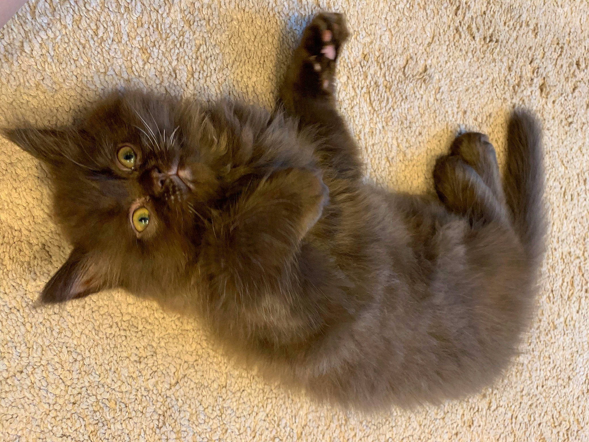 Cocopuff is registered to the contest to win money with this photo: asian_semi_longhair, british_longhair, british_semi_longhair, carnivore, cat, claw, domestic_long_haired_cat, fawn, felidae, fur, kitten, mammal, munchkin, persian, ragamuffin, small_to_medium_sized_cats, tail, whiskers