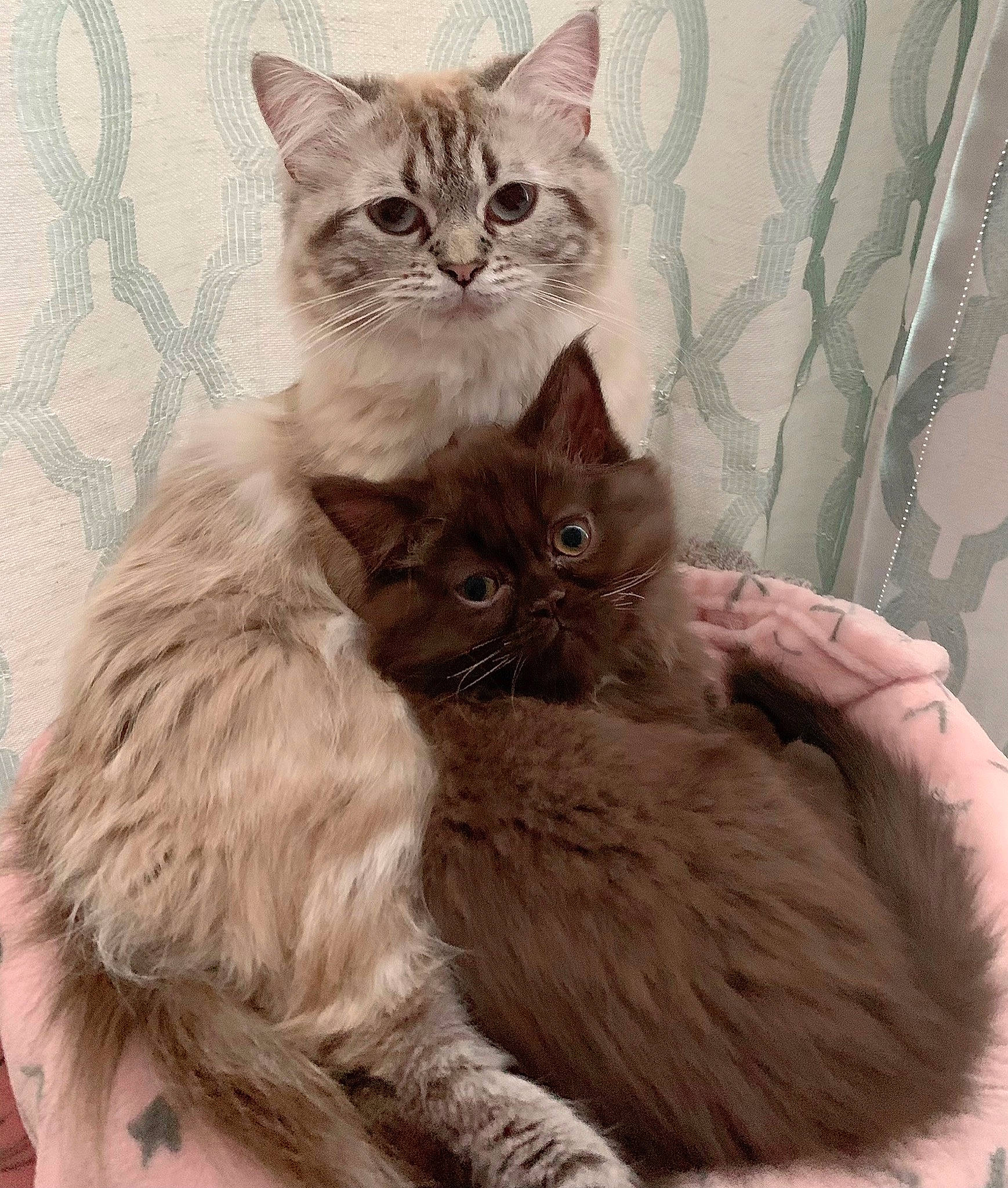 Cocopuff is registered to the contest to win money with this photo: asian, asian_semi_longhair, british_longhair, british_semi_longhair, carnivore, cat, domestic_long_haired_cat, felidae, fur, kitten, maine_coon, mammal, norwegian_forest_cat, persian, pixie_bob, ragamuffin, siberian, small_to_medium_sized_cats, vertebrate, whiskers