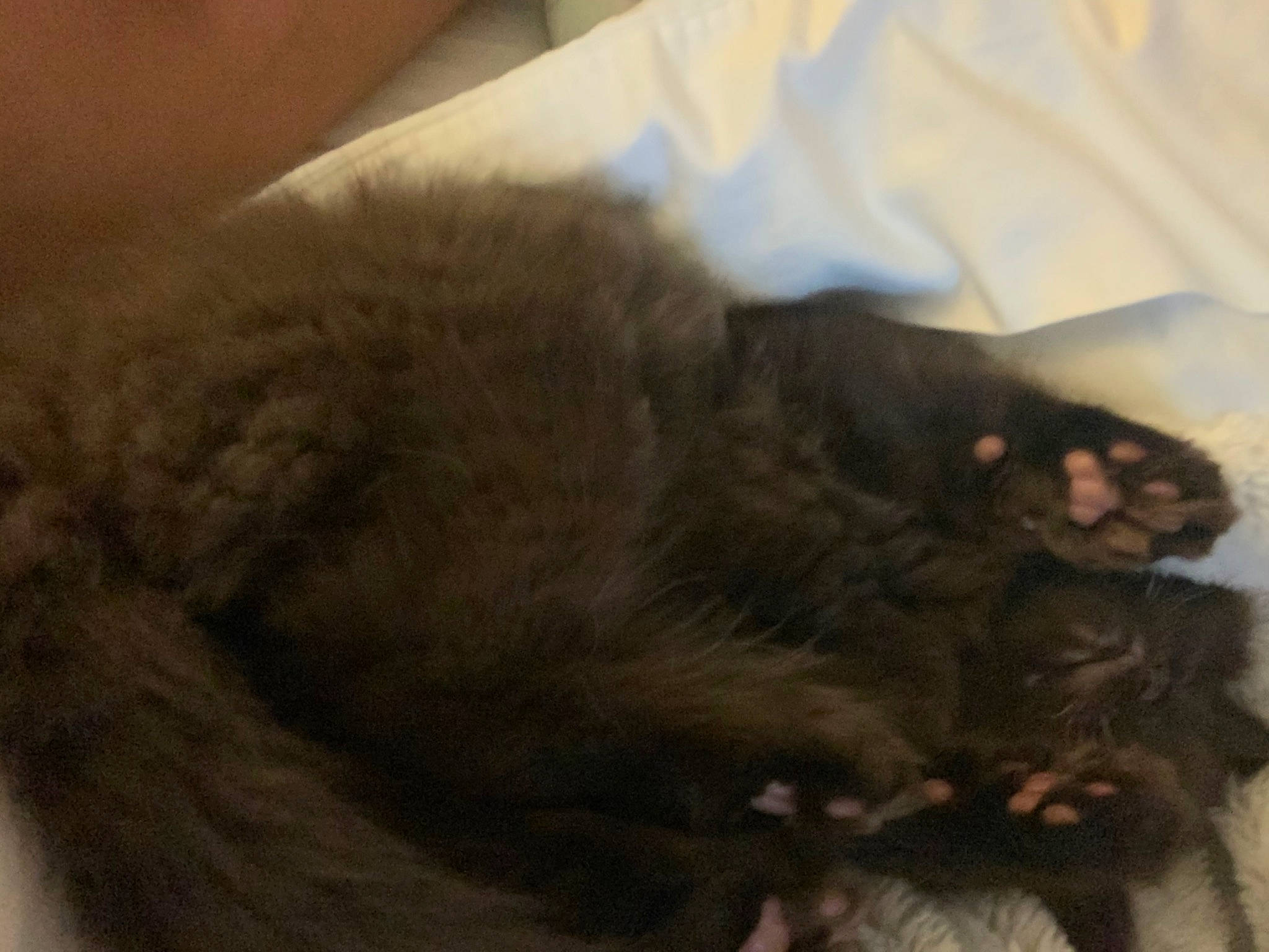 Cocopuff is registered to the contest to win money with this photo: canidae, carnivore, cat, dog_breed, ear, fawn, felidae, fur, paw, snout, sporting_group