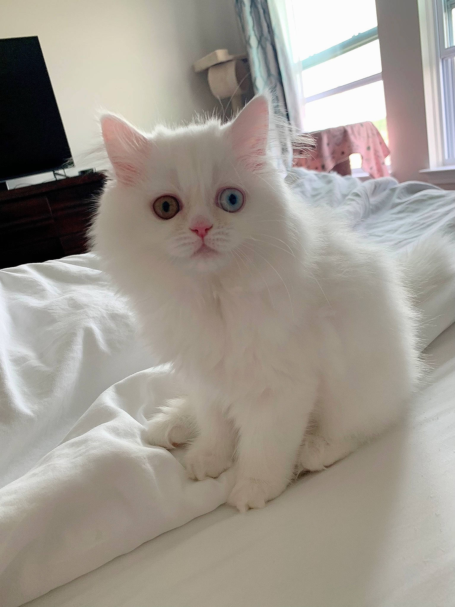 Missy joined the competition — help win amazing prizes! british_longhair, british_semi_longhair, carnivore, cat, domestic_long_haired_cat, eye, felidae, khao_manee, kitten, mammal, norwegian_forest_cat, persian, ragdoll, skin, small_to_medium_sized_cats, turkish_angora, turkish_van, vertebrate, whiskers, white