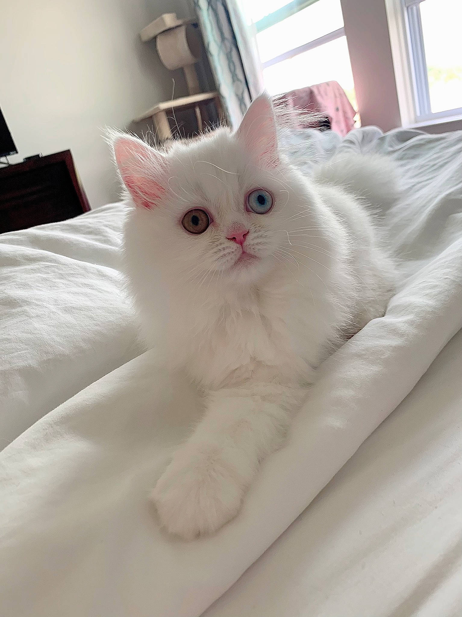 Missy is registered to the contest to win money with this photo: asian, british_longhair, british_semi_longhair, burmilla, carnivore, cat, domestic_long_haired_cat, eye, felidae, fur, khao_manee, kitten, mammal, persian, ragdoll, small_to_medium_sized_cats, turkish_angora, turkish_van, vertebrate, whiskers