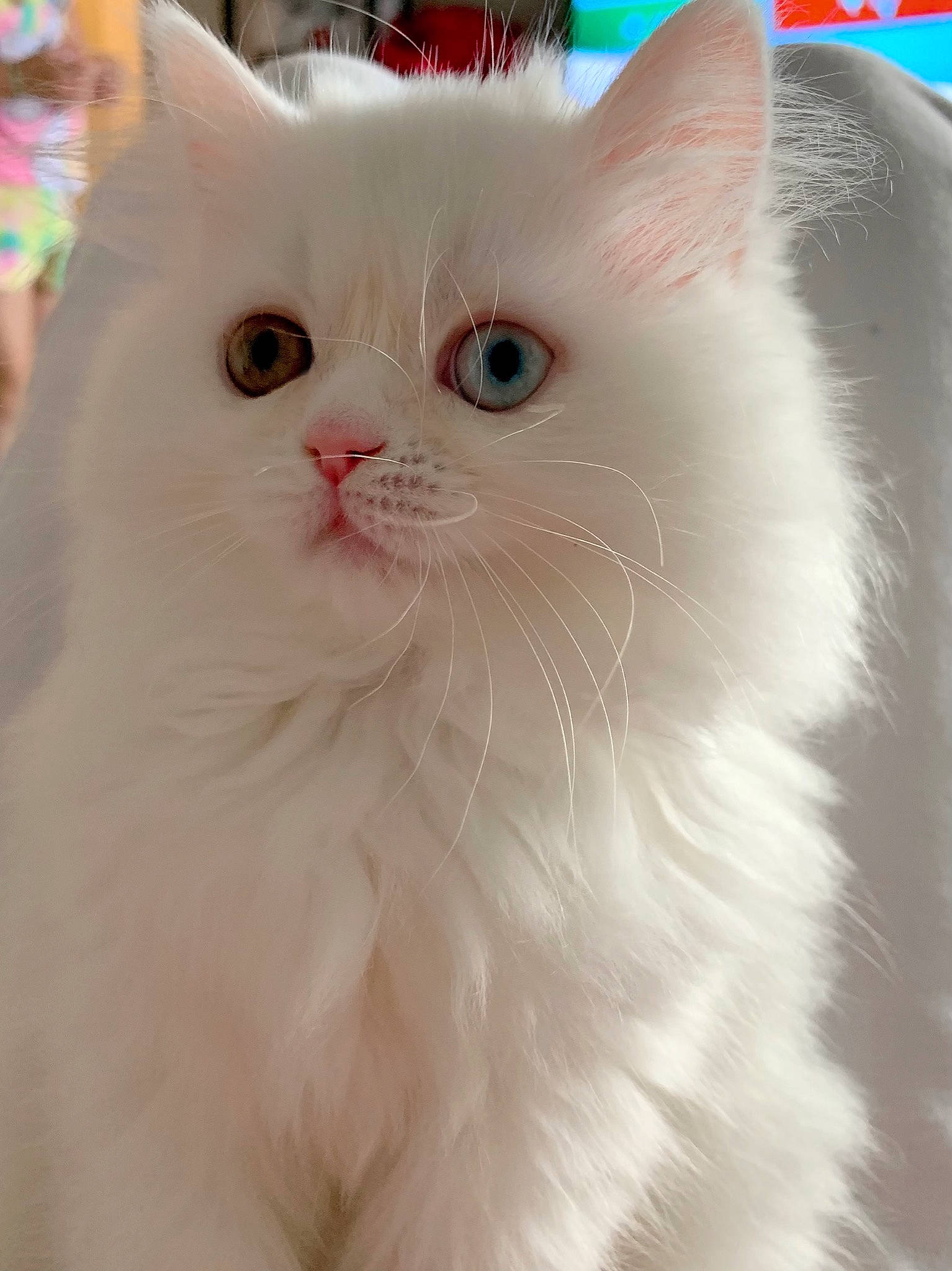 Missy is registered to the contest to win money with this photo: asian_semi_longhair, british_longhair, british_semi_longhair, carnivore, cat, domestic_long_haired_cat, eye, felidae, khao_manee, mammal, napoleon_cat, norwegian_forest_cat, persian, ragdoll, small_to_medium_sized_cats, snout, turkish_angora, turkish_van, vertebrate, whiskers