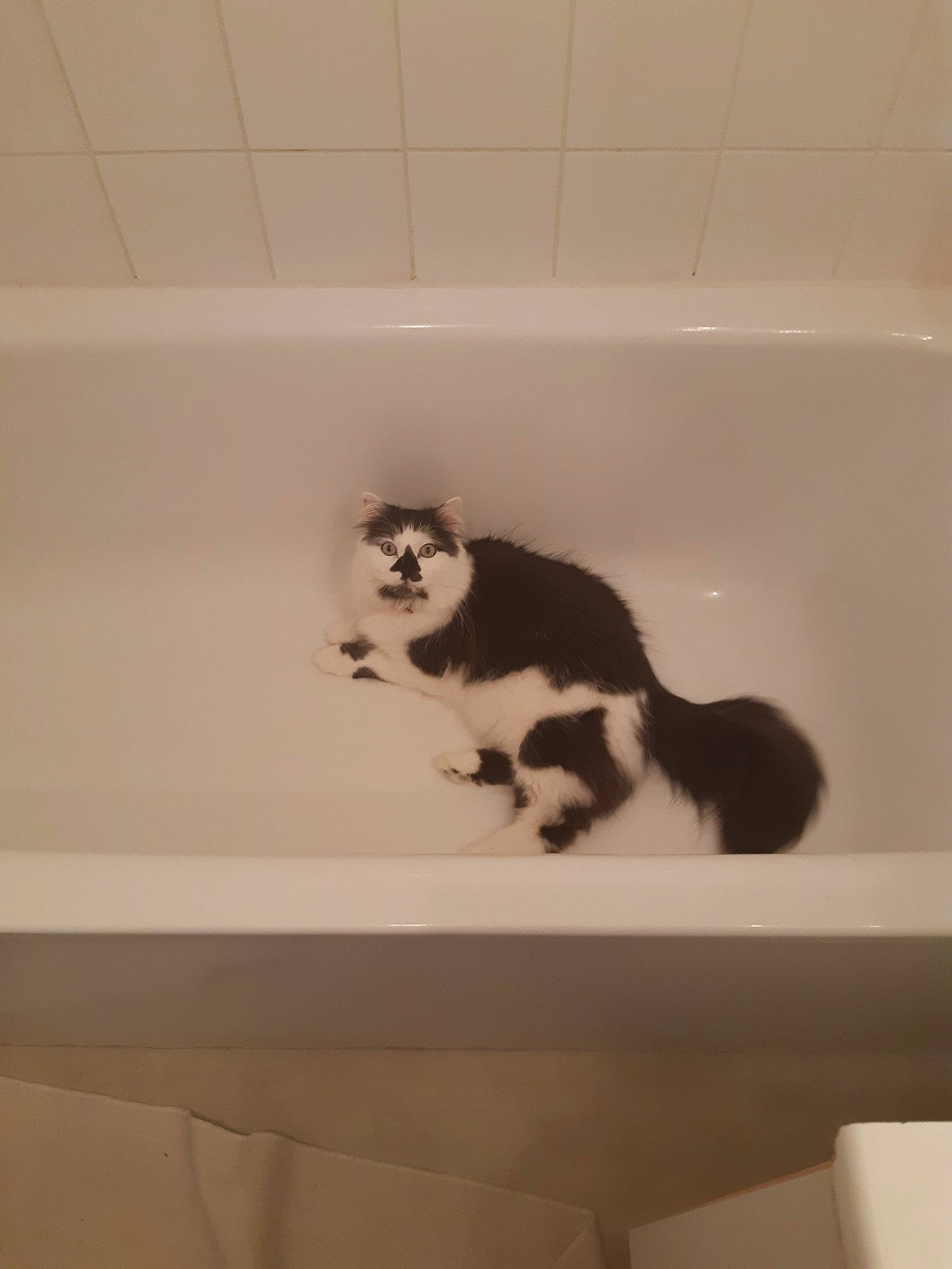 Junky participe au concours pour gagner de l'argent avec cette photo : bathroom, bathtub, carnivore, cat, felidae, kitten, plumbing_fixture, room, small_to_medium_sized_cats, tail, tile, whiskers
