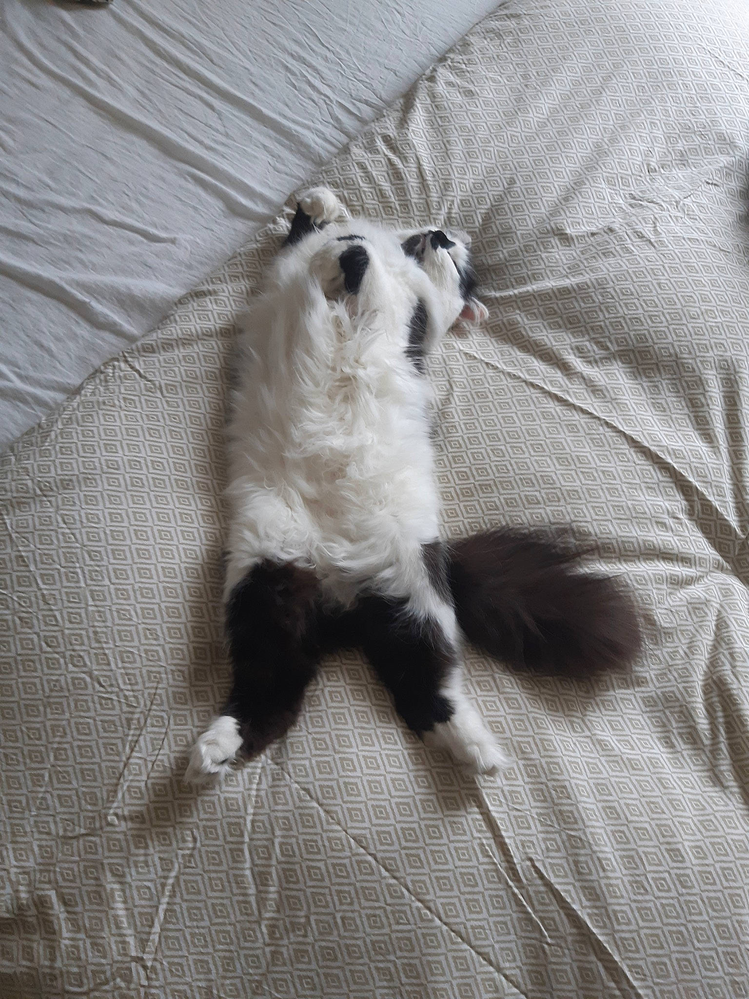 Junky a rejoint le concours — aidez-le/la à gagner de superbes lots ! canidae, carnivore, cat, dog_breed, felidae, fur, ragdoll, small_to_medium_sized_cats, tail, whiskers