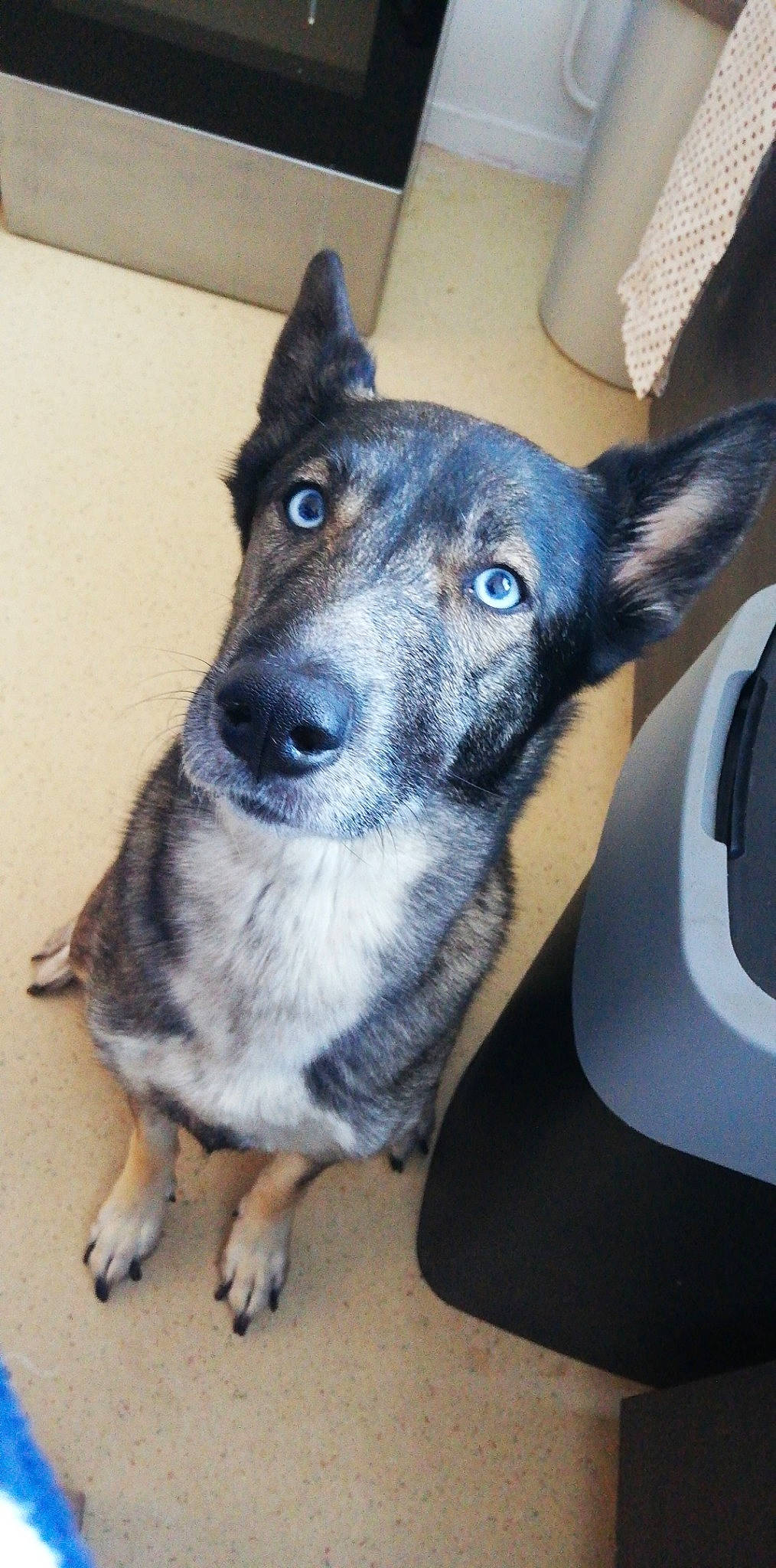 Tina participe au concours pour gagner de l'argent avec cette photo : canidae, carnivore, dog, dog_breed, mammal, norwegian_elkhound, rare_breed_dog, snout, vertebrate, whiskers