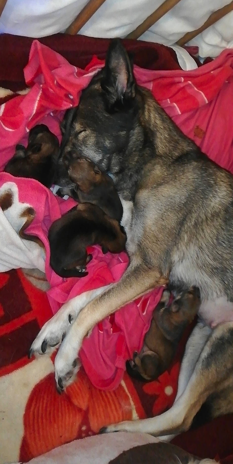 Tina participe au concours pour gagner de l'argent avec cette photo : canidae, carnivore, dog, dog_breed, mammal, puppy, vertebrate