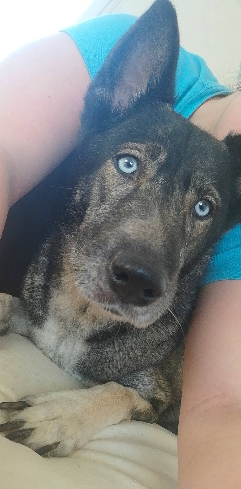 Tina a rejoint le concours — aidez-le/la à gagner de superbes lots ! canidae, carnivore, dog, dog_breed, ear, eye, german_shepherd_dog, mammal, norwegian_elkhound, nose, rare_breed_dog, snout, street_dog, vertebrate