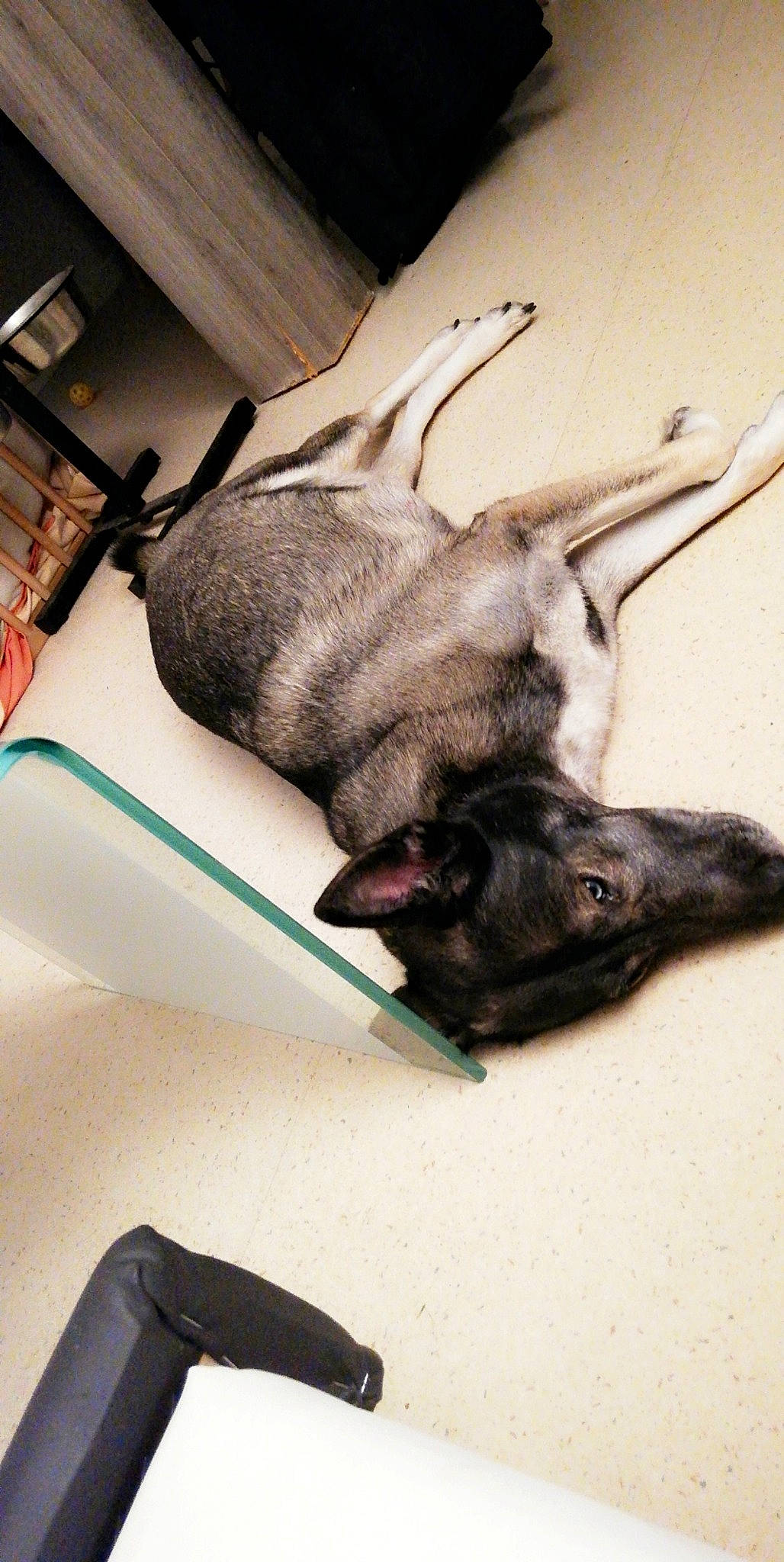 Tina participe au concours pour gagner de l'argent avec cette photo : canidae, carnivore, dog, dog_breed, ear, fawn, formosan_mountain_dog, great_dane, guard_dog, non_sporting_group, norwegian_elkhound, snout, sporting_group