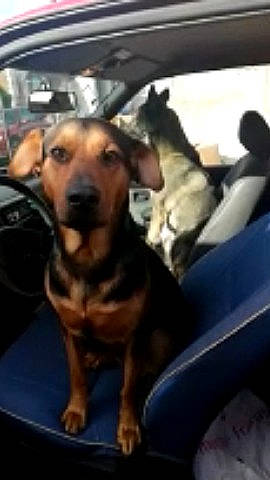 Mabrouk a rejoint le concours — aidez-le/la à gagner de superbes lots ! black_mouth_cur, canidae, carnivore, companion_dog, dachshund, dog, dog_breed, fawn, german_shepherd_dog, mammal, puppy, snout, vertebrate, working_dog