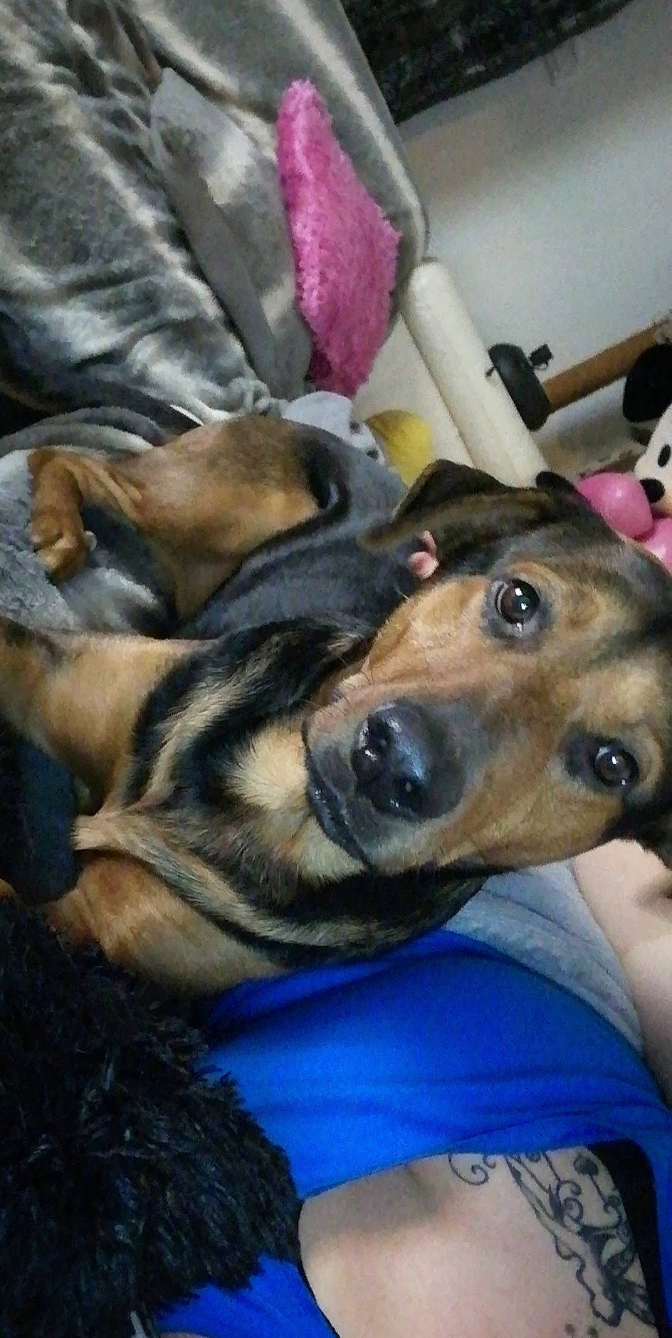 Mabrouk a rejoint le concours — aidez-le/la à gagner de superbes lots ! canidae, carnivore, dachshund, dog, dog_breed, fawn, mammal, snout, vertebrate