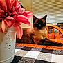 cat, siamese_cat, flower, vase, table, wooden_table, chair, indoor, table_runner, checkered_pattern, pink_flower, pet, fur, relaxed, domestic, home, window_blind, decor, cozy, animal