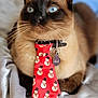 cat, siamese_cat, tie, red_tie, snowman_pattern, pet_collar, pet_tag, indoor, close_up, animal, blue_eyes, whiskers, fur, resting, blanket, soft_texture, portrait, cute, domestic_cat, relaxed