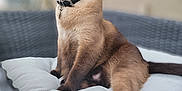 Atlas joined the competition — help win amazing prizes! cat, siamese_cat, feline, pet, collar, cushion, wicker_chair, indoor, relaxing, side_view, fur, whiskers, paw, tail, domestic_animal, animal, mammal, seated, looking_away, soft_focus