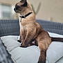 cat, siamese_cat, feline, pet, collar, cushion, wicker_chair, indoor, relaxing, side_view, fur, whiskers, paw, tail, domestic_animal, animal, mammal, seated, looking_away, soft_focus