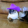 cat, siamese_cat, purple_hat, cowboy_hat, pet, animal, indoor, leather_couch, feline, blue_eyes, resting, portrait, cute, domestic_animal, fur, whiskers, relaxed, side_view, brown, comfortable