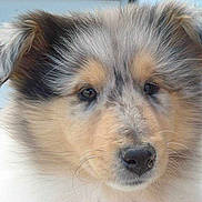 Emeraude a rejoint le concours — aidez-le/la à gagner de superbes lots !