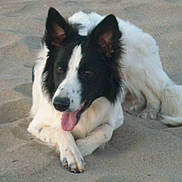 Bandit a rejoint le concours — aidez-le/la à gagner de superbes lots !