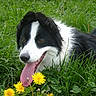 dog, border_collie, grass, dandelion, flower, tongue_out, happy, animal, pet, outdoor, nature, green, fur, black_and_white, canine, summer, close_up, playful, tongue, field