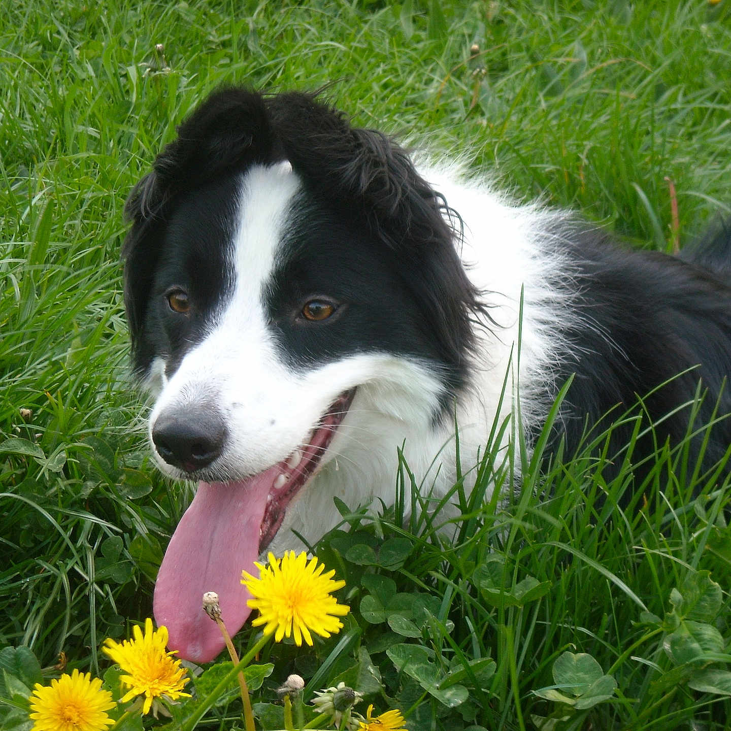 Romy a rejoint le concours — aidez-le/la à gagner de superbes lots ! dog, border_collie, grass, dandelion, flower, tongue_out, happy, animal, pet, outdoor, nature, green, fur, black_and_white, canine, summer, close_up, playful, tongue, field