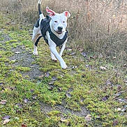 Damu joined the competition — help win amazing prizes! animal, black, canine, daytime, dog, ears, field, grass, happy, harness, leaf, nature, outdoor, path, pet, playful, running, sunlight, walking, white