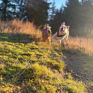 Honey joined the competition — help win amazing prizes! dog, outdoor, grass, trail, sunlight, nature, trees, playing, pets, daylight, blurred_background, animals, forest, sunshine, walking, canine, field, hiking, fun, exercise