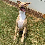 Almond joined the competition — help win amazing prizes! dog, grass, outdoor, pet, animal, brown, white, tongue_out, happy, sitting, ears_up, yard, brick_wall, door, sunlight, canine, front_view, playful, cute, alert