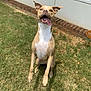 dog, grass, outdoor, pet, animal, brown, white, tongue_out, happy, sitting, ears_up, yard, brick_wall, door, sunlight, canine, front_view, playful, cute, alert