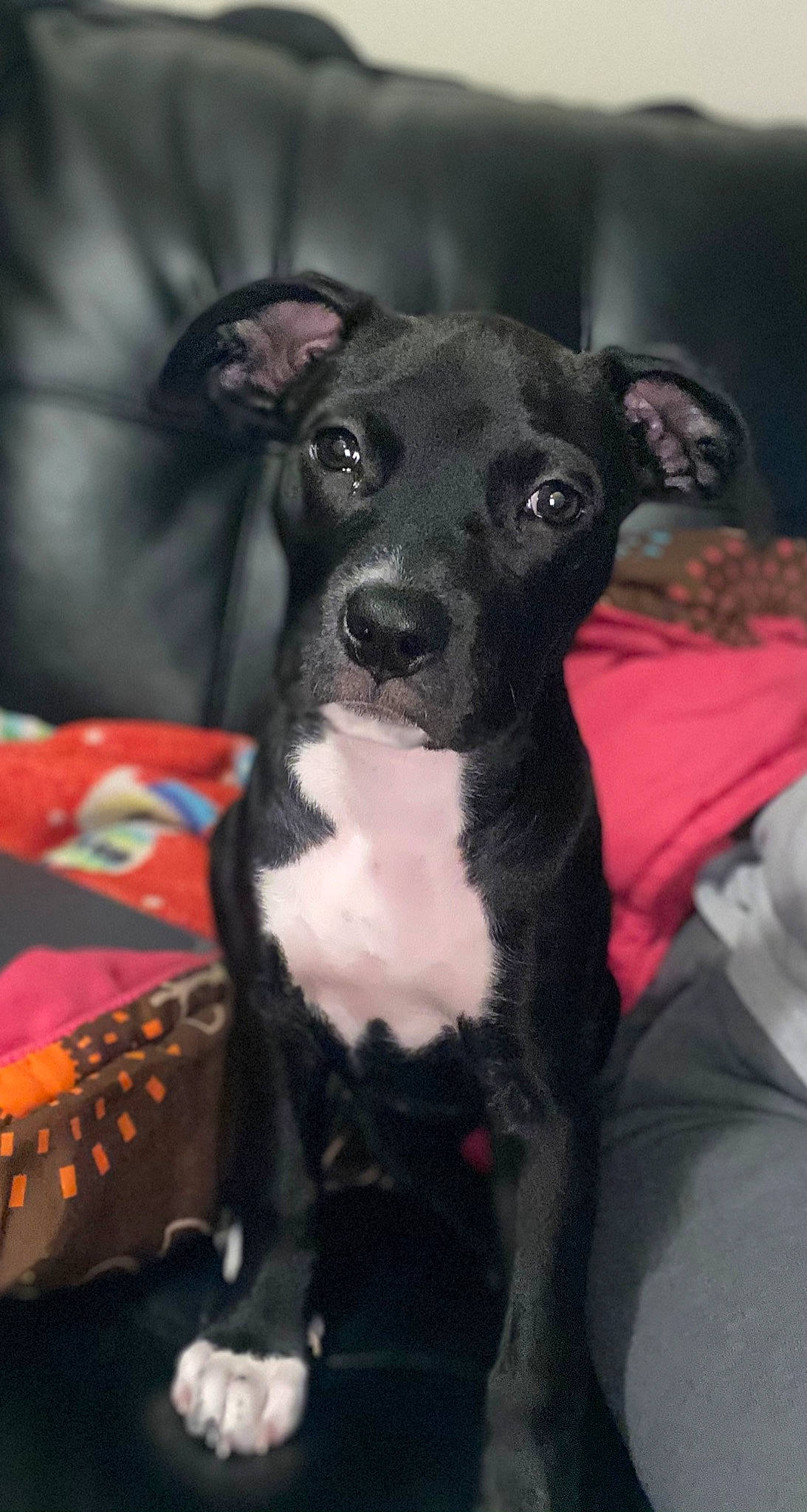 Luna is registered to the contest to win money with this photo: american_pit_bull_terrier, american_staffordshire_terrier, canidae, carnivore, dog, dog_breed, fawn, feist, italian_greyhound, mammal, non_sporting_group, puppy, rare_breed_dog, snout, sporting_group, staffordshire_bull_terrier, vertebrate, whiskers