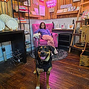 Ravage is registered to the contest to win money with this photo: books, bookshelf, cozy, dog, girl, glasses, happy, indoor, neon_sign, pink_chair, pink_pants, plates, purple_sweater, rug, shelf, sitting, smiling, vintage_decor, wooden_floor, wooden_wall
