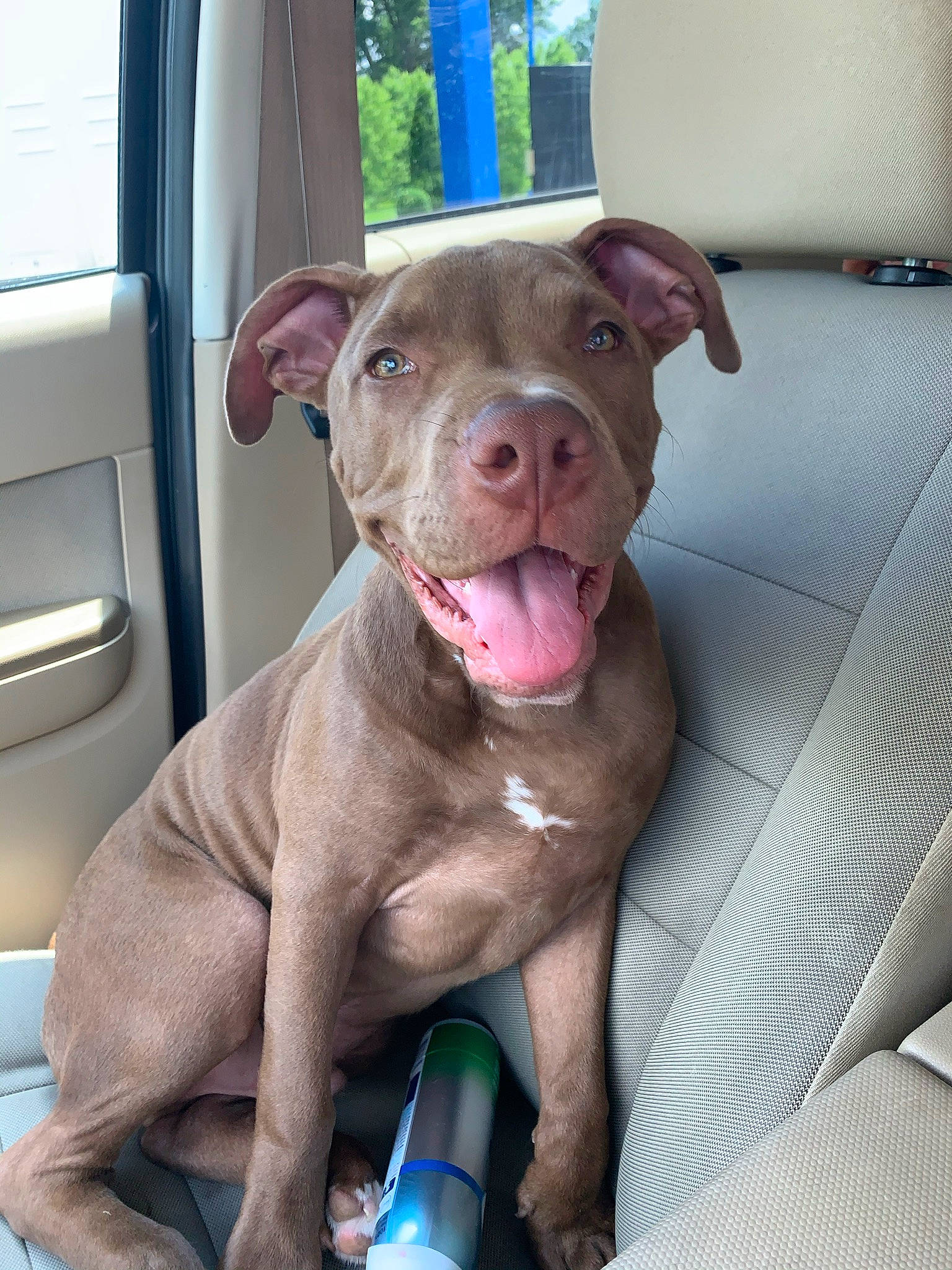 Deuce is registered to the contest to win money with this photo: canidae, carnivore, collar, comfort, companion_dog, dog, dog_breed, dog_collar, fawn, flesh, guard_dog, liver, non_sporting_group, snout, sporting_group, terrestrial_animal, whiskers, window, working_animal, wrinkle