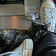 Jack joined the competition — help win amazing prizes! black_pants, book, bookshelf, carpet, casual, cat, cozy, floor, home, indoor, leg, pants, person, pet, relaxation, resting, shoe, sneaker, tortoiseshell_cat, white_shoe