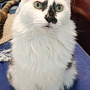 Rocky joined the competition — help win amazing prizes! cat, fluffy, white, green_eyes, black_markings, pet, indoor, feline, close_up, sitting, curious, whiskers, animal, cute, fur, domestic, portrait, household, relaxed, looking_up